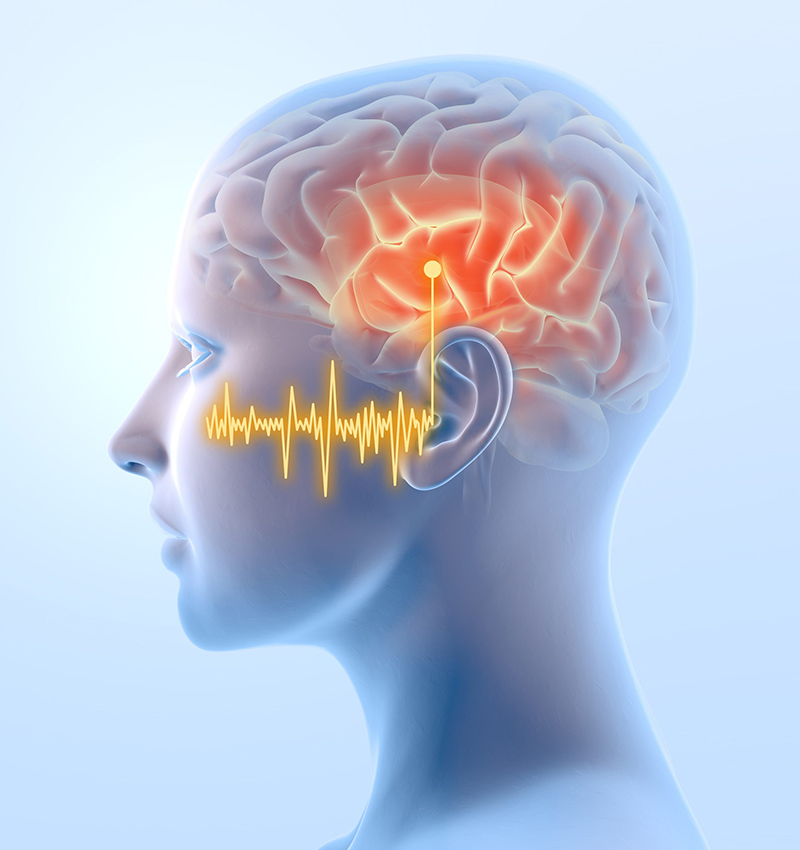 كيف نسمع؟ رحلة الصوت من الأذن إلى الدماغ